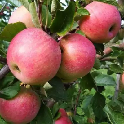 Яблоня ТЕРЕМОК в Гродно