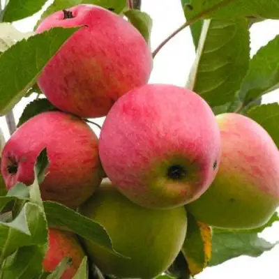 Яблоня МЕЧТА в Гродно