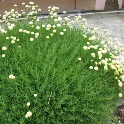 Сантолина зеленеющая в Гродно