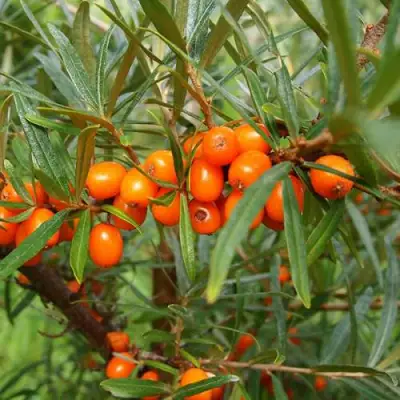 Облепиха БОТАНИЧЕСКАЯ в Гродно