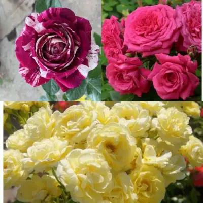 Комплект РОЗОВЫЙ АКЦЕНТ в Гродно