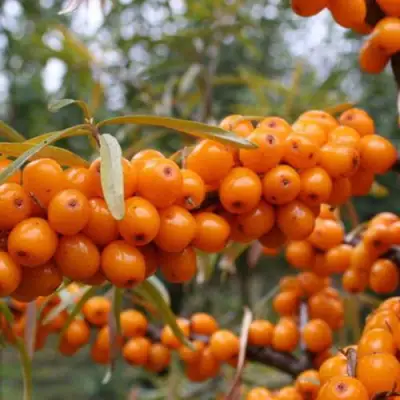 Облепиха РОСИНКА в Гродно