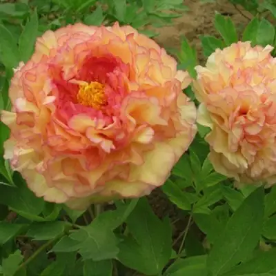 Пион ЗОЛОТАЯ РОССЫПЬ древовидный в Гродно