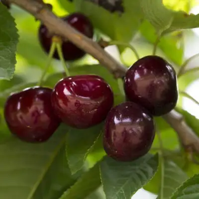 Вишня ЛАСУХА в Гродно