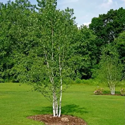 Береза бумажная в Гродно