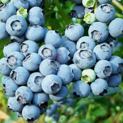 Голубика ПУРУ в Гродно