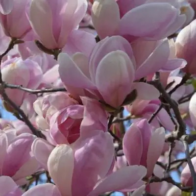 Магнолия ГАЛАКСИ в Гродно