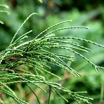 Туя ВИПКОРД складчатая в Гродно