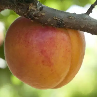  АПРИУМ в Гродно