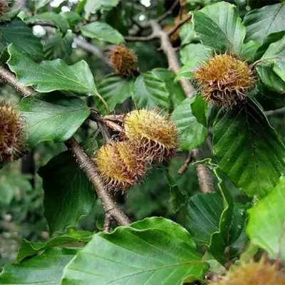 Бук обыкновенный в Гродно