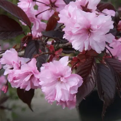 Сакура РОЯЛ БУРГУНДИ в Гродно