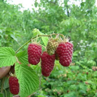 Малина ЛЯЧКА (ЛАШКА, ЛЯШКА) в Гродно