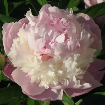 Пион ЩЕРБЕТ травянистый в Гродно