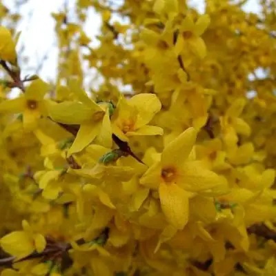 Форзиция ТАРАНДТ промежуточная в Гродно