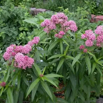 Ваточник МЯСО-КРАСНЫЙ в Гродно