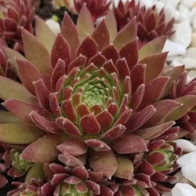 Молодило ЛЮФТШПРУНГ в Гродно