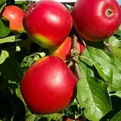 Яблоня РЕДФРИ в Гродно