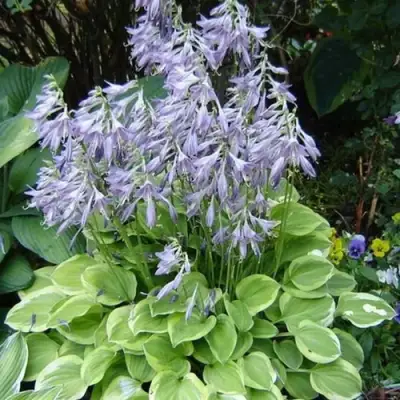 Хоста ГОЛДЕН ТИАРА в Гродно