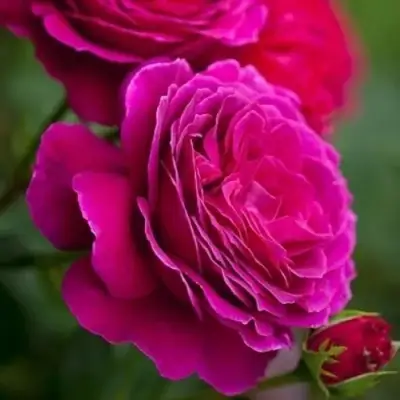 Роза МАЛИНОВЫЙ ЗВОН чайно-гибридная в Гродно