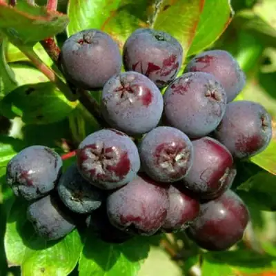 Рябина ЛИКЁРНАЯ сладкоплодная в Гродно