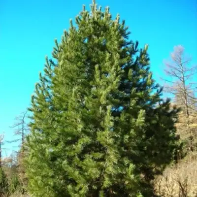 Сосна кедровая сибирская в Гродно