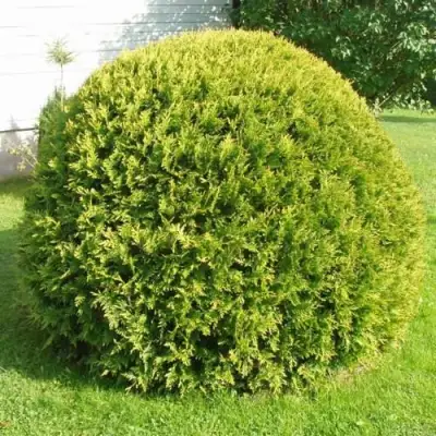 Туя ДАНИКА АУРЕА западная в Гродно