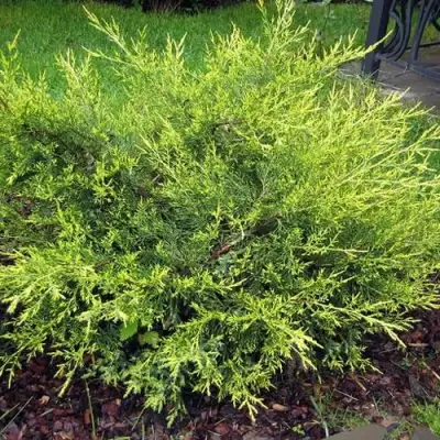 Можжевельник КУРИВАО ГОЛД китайский в Гродно