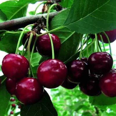 Дюк ЖИВИЦА (ЧЕРЕВИШНЯ) в Гродно