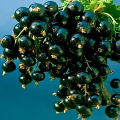 Смородина чёрная ИЗЮМНАЯ в Гродно