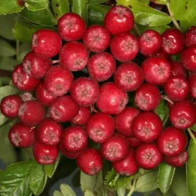 Рябина РУБИНОВАЯ сладкоплодная в Гродно