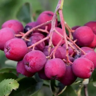 Рябина ДЕСЕРТНАЯ МИЧУРИНА сладкоплодная в Гродно