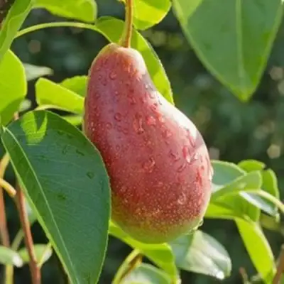 Груша ЯКОВЛЕВСКАЯ в Гродно