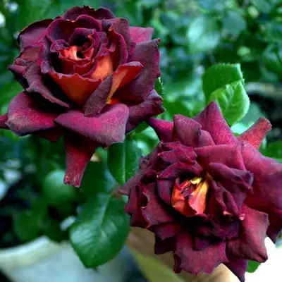 Роза ЭДДИ МИТЧЕЛЛ чайно-гибридная в Гродно