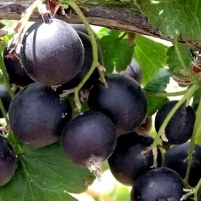 ЙОШТА в Гродно