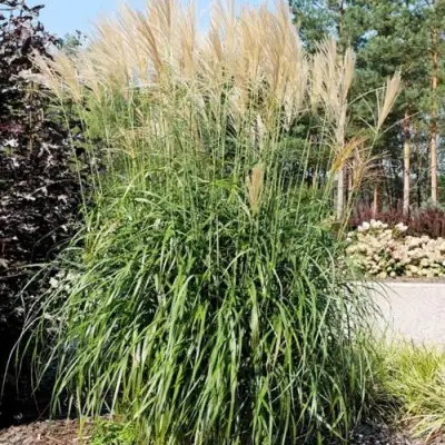 Мискантус ВАНИЛЛА СКАЙ китайский в Гродно