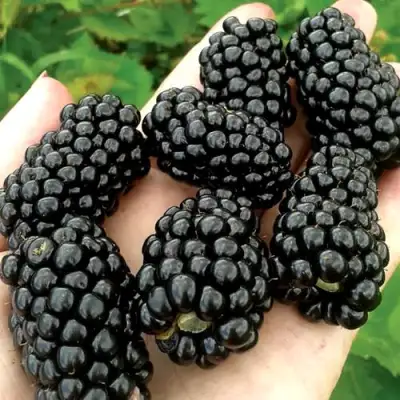 Ежевика ПРАЙМ АРК ФРИДОМ ремонтантная  в Гродно