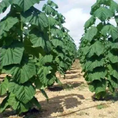 Павловния ПАО ТОГН Z07 в Гродно