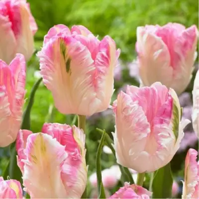 Тюльпан КАБАННА попугайный в Гродно