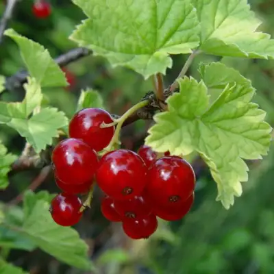 Смородина альпийская ШМИДТ в Гродно