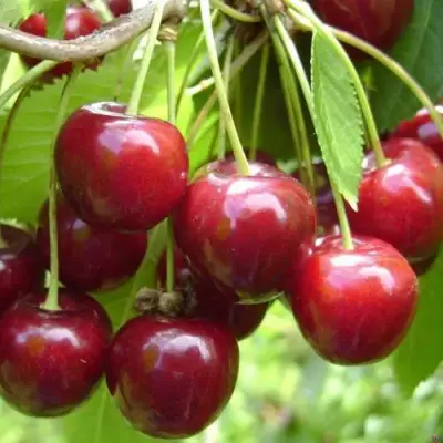 Черешня СИНЯВСКАЯ в Гродно