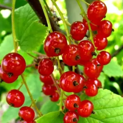 Смородина красная КОРАЛЛОВАЯ в Гродно