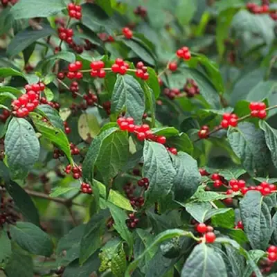 Жимолость МААКА в Гродно