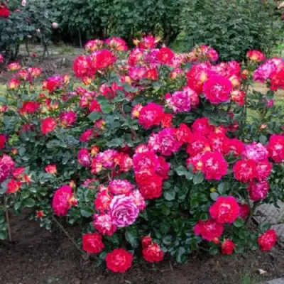 Роза БРЕРА флорибунда в Гродно