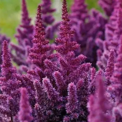 Астильба ПЕПЛ РЕЙН гибридная в Гродно