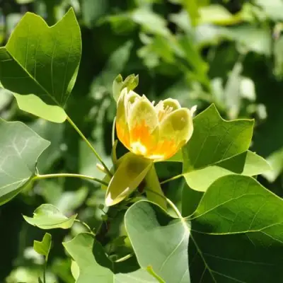 ЛИРИОДЕНДРОН тюльпанный в Гродно