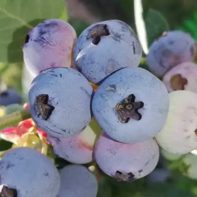Голубика ХАРРИСОН в Гродно