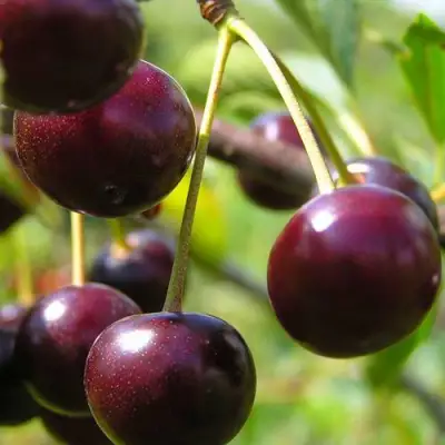 Вишня ЛИВЕНСКАЯ в Гродно