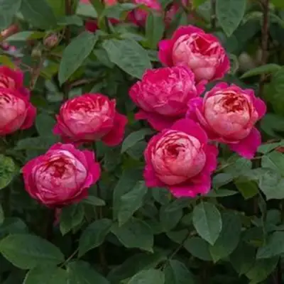 Роза БЕНДЖАМИН БРИТТЕН шраб в Гродно