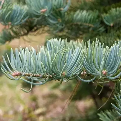 Пихта КОНКОЛОР в Гродно