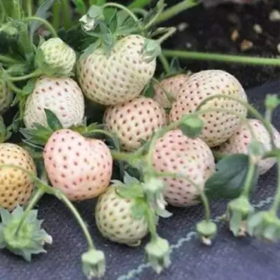 Клубника АНАНАСА ремонтантная в Гродно